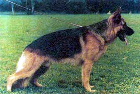 Arak du Hohmannsfeld | German Shepherd Dog 