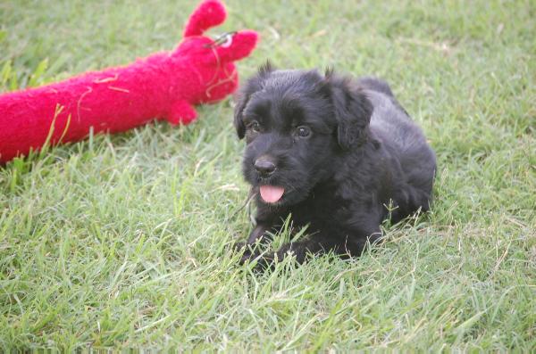 Elvira Duke-Kia De Maitre De Noir | Bouvier des Flandres 