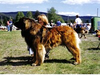 Mathoaka's Hope of New Year | Leonberger 