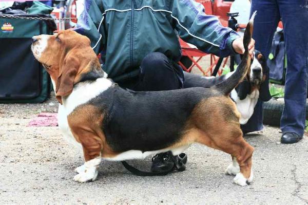 Dark Diamond Grand Grades | Basset Hound 