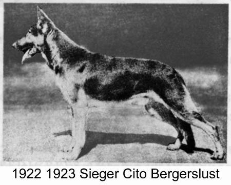 Cito Bergerslust | German Shepherd Dog 