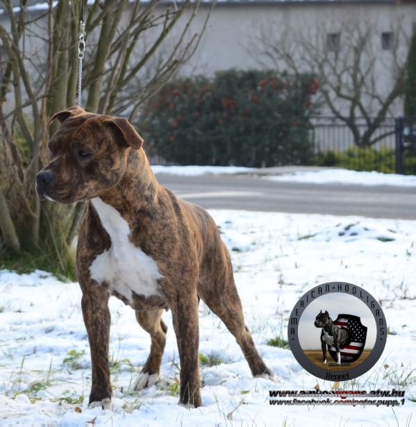 Amanda of American Hooligans | American Staffordshire Terrier 
