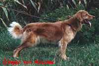 Ginger von Ascona | Hovawart 