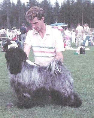 TINTAVON DESDICHADO | Tibetan Terrier 