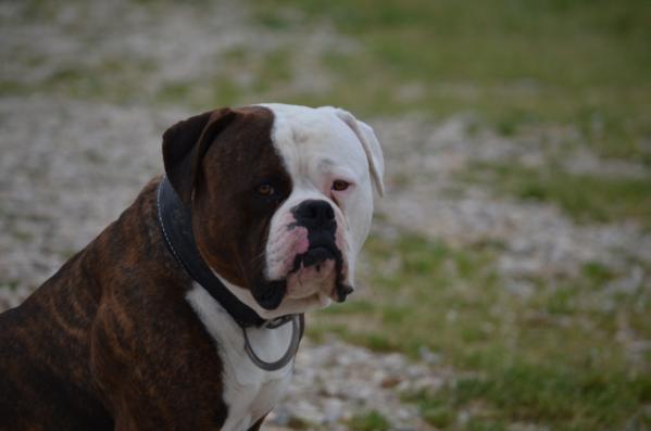 Cinaglia's Gighen | American Bulldog 