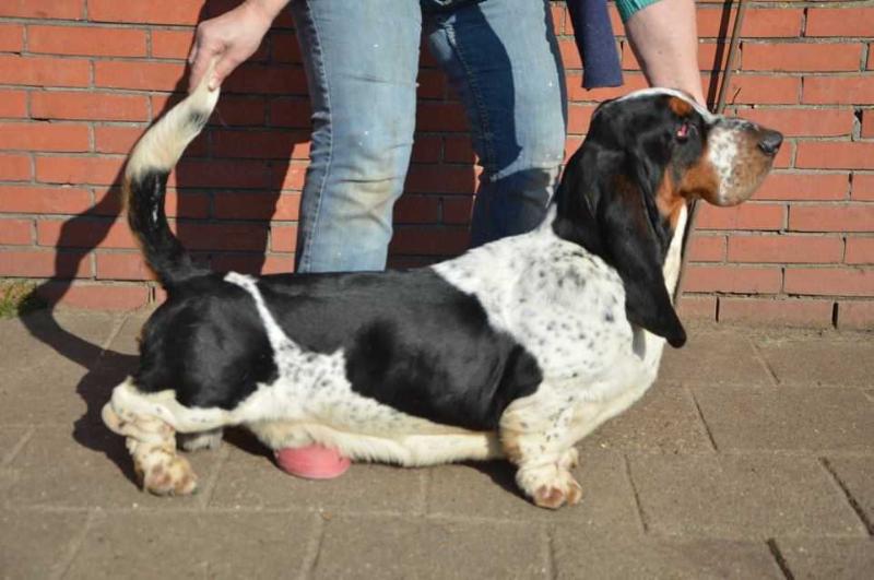 Dixieland Galopujaca Fufla | Basset Hound 