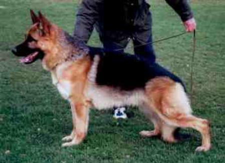 Warros vom Haus Babilon | German Shepherd Dog 
