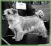 Brymarden Charleston | Norfolk Terrier 