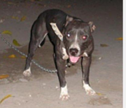 Pc baronety | American Pit Bull Terrier 