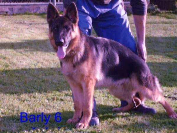 Barly z Folinku | German Shepherd Dog 
