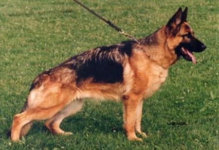 Nancyna vom Zellwaldrand | German Shepherd Dog 