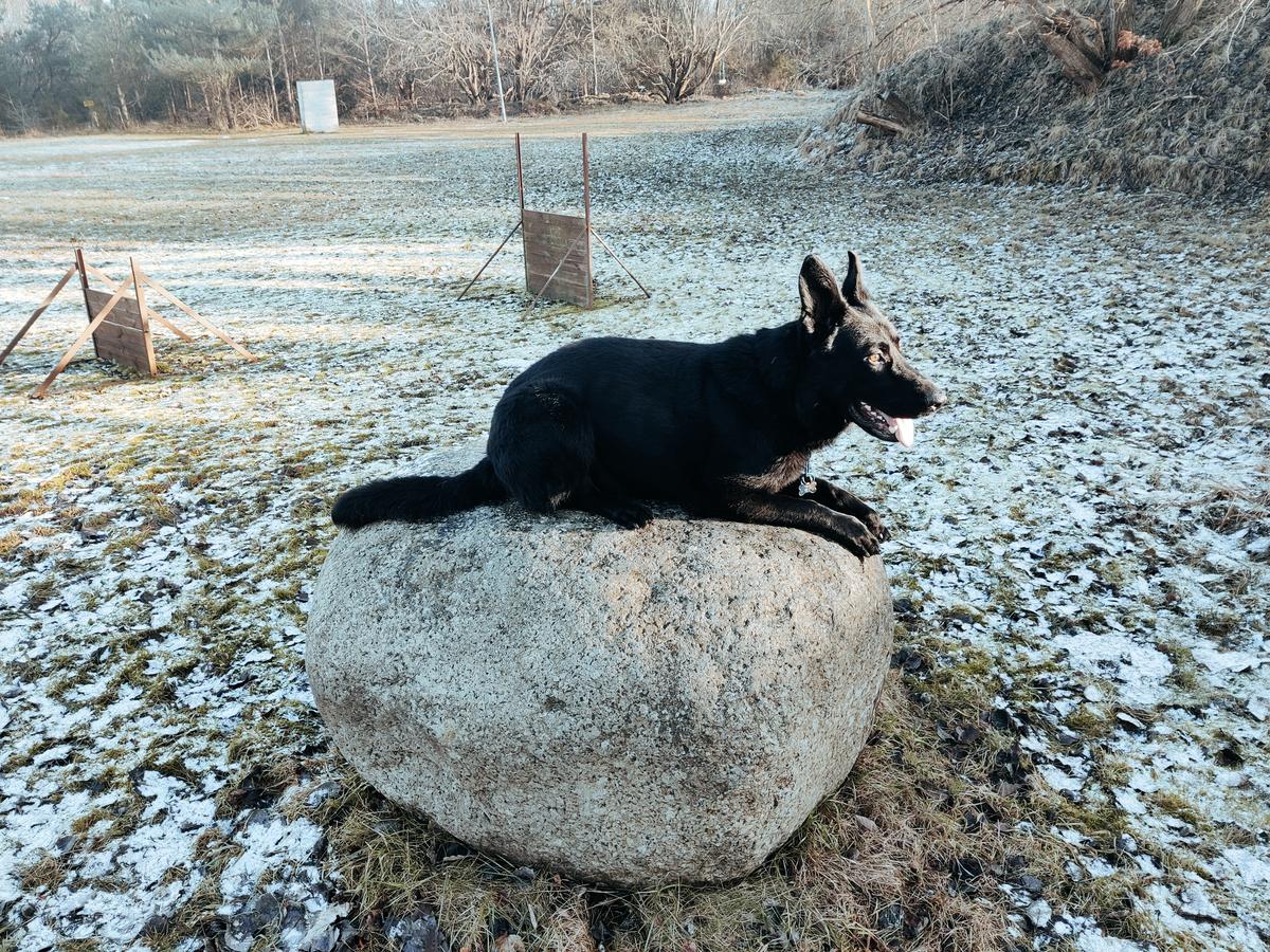 to-se-tas frederik | German Shepherd Dog 