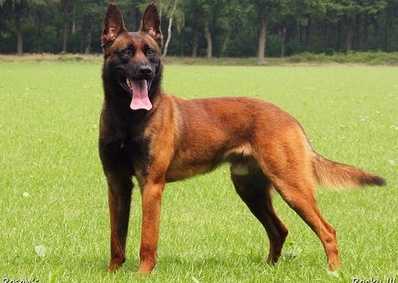 Rocky III | Belgian Malinois 