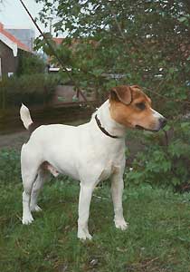 Bedlinog Flynn | Jack Russell Terrier 