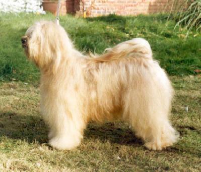 KARAMAIN BRAHMIN AT ALILAH | Tibetan Terrier 