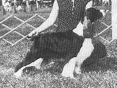 Venetian Queen of Hearts | English Springer Spaniel 