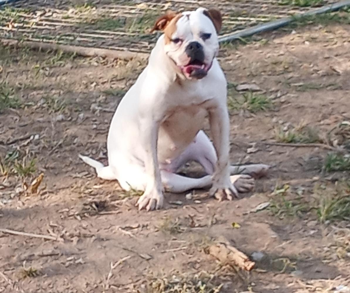 Marchs Diamond | American Bulldog 