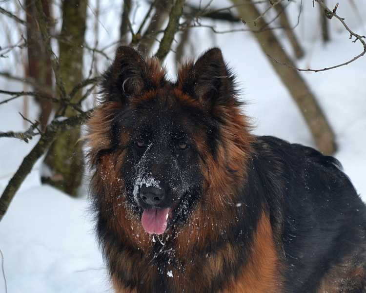 Rus Horandus YULTRA | German Shepherd Dog 