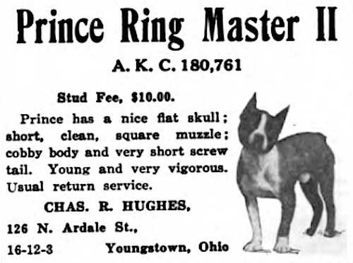 Prince Ring Master II | Boston Terrier 