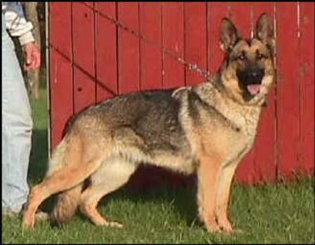 Biene vom Haus Glitzernstern | German Shepherd Dog 