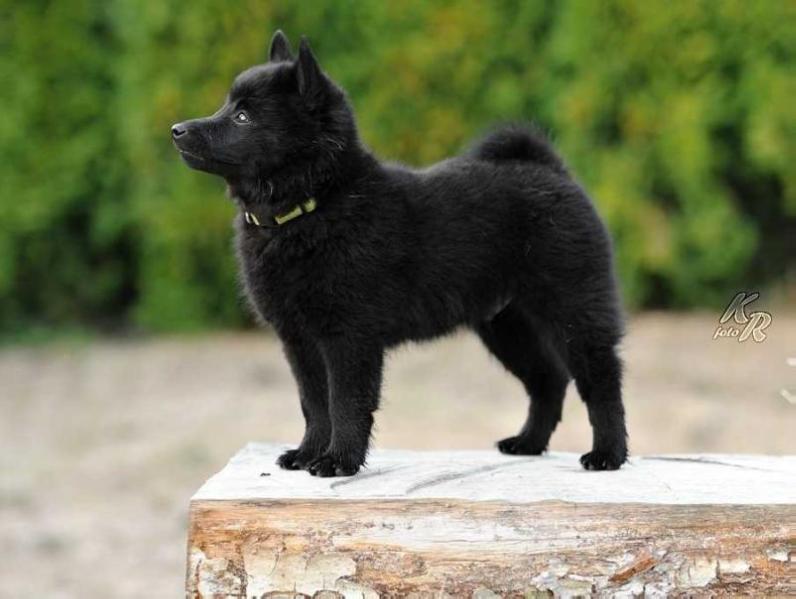 Coudy Nubika | Schipperke 