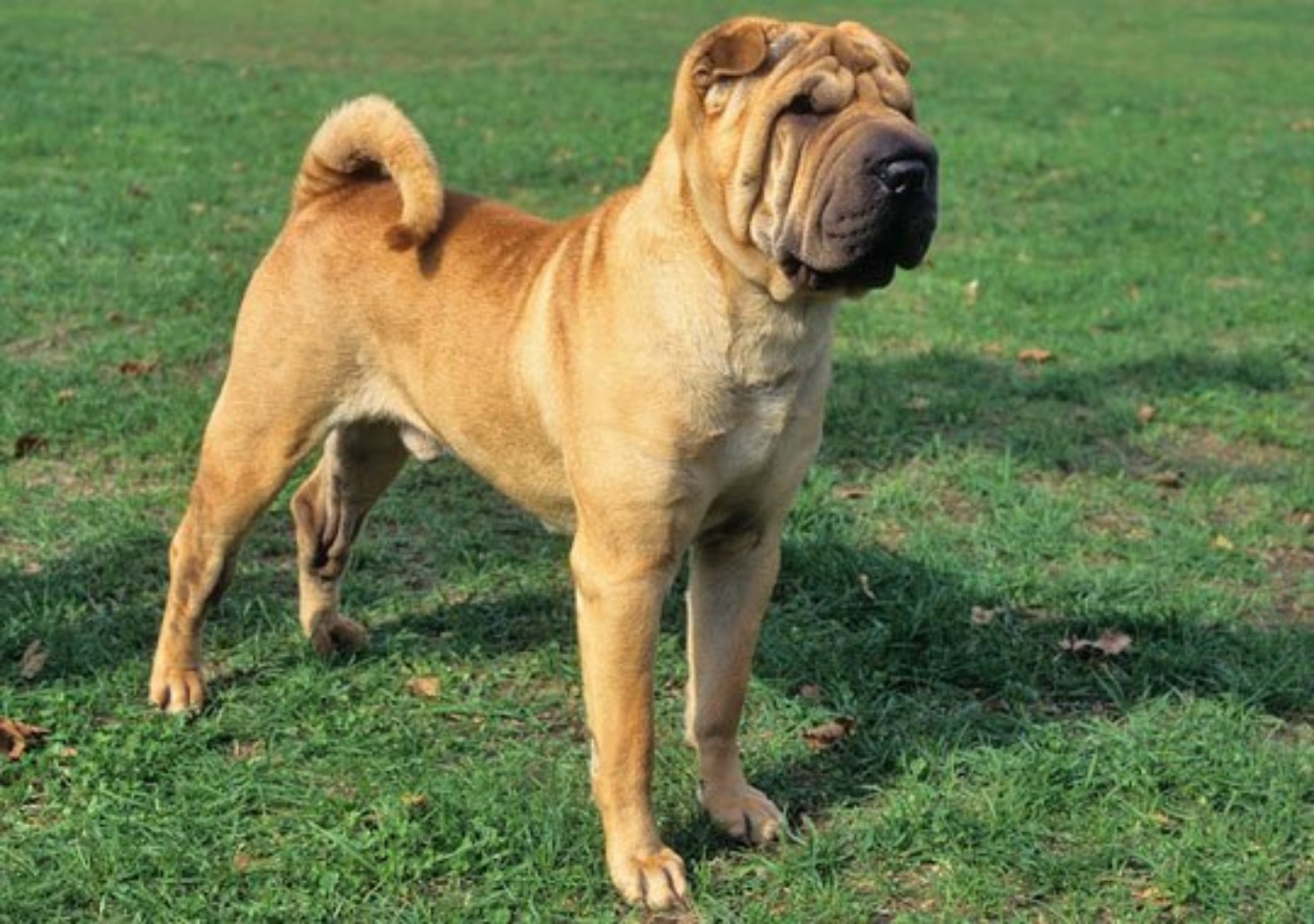 Chinese Shar-Pei
