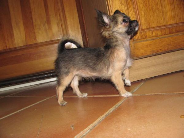 ERICA Juarez FCI | Chihuahua 