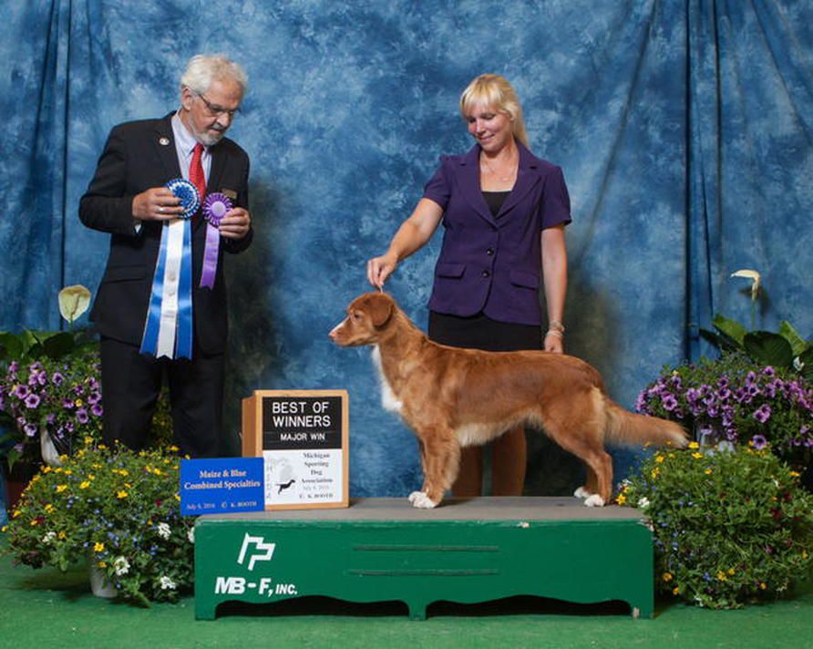 Roaneden's Yee Haw | Nova Scotia Duck Tolling Retriever 