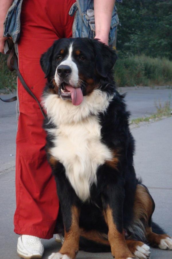 Chili Pepper | Bernese Mountain Dog 