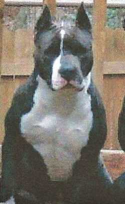 CLOVERHILL'S BLUE SAPPHIRE | American Pit Bull Terrier 