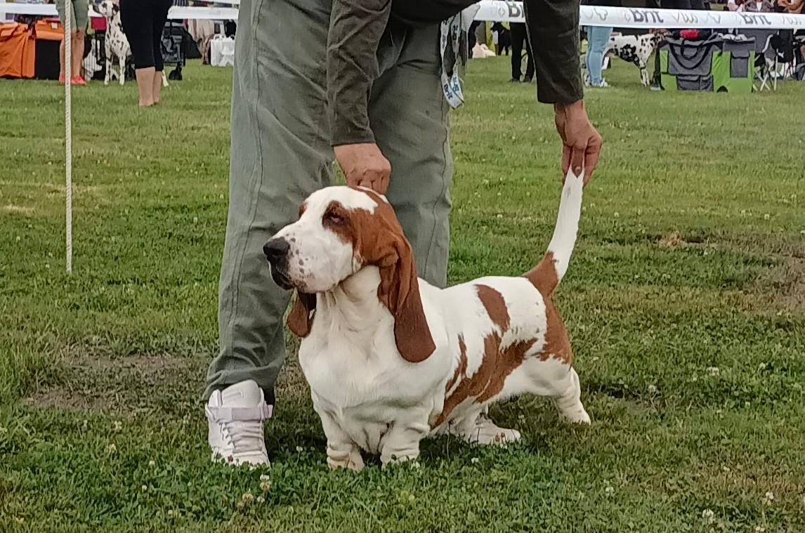 Cherokee BREENBRASS od Berounky | Basset Hound 