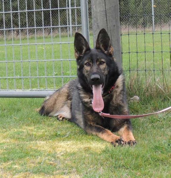 Xespa von Schraderhaus | German Shepherd Dog 