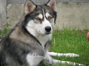 Aphrodite Is Goddess Of Beauty | Siberian Husky 