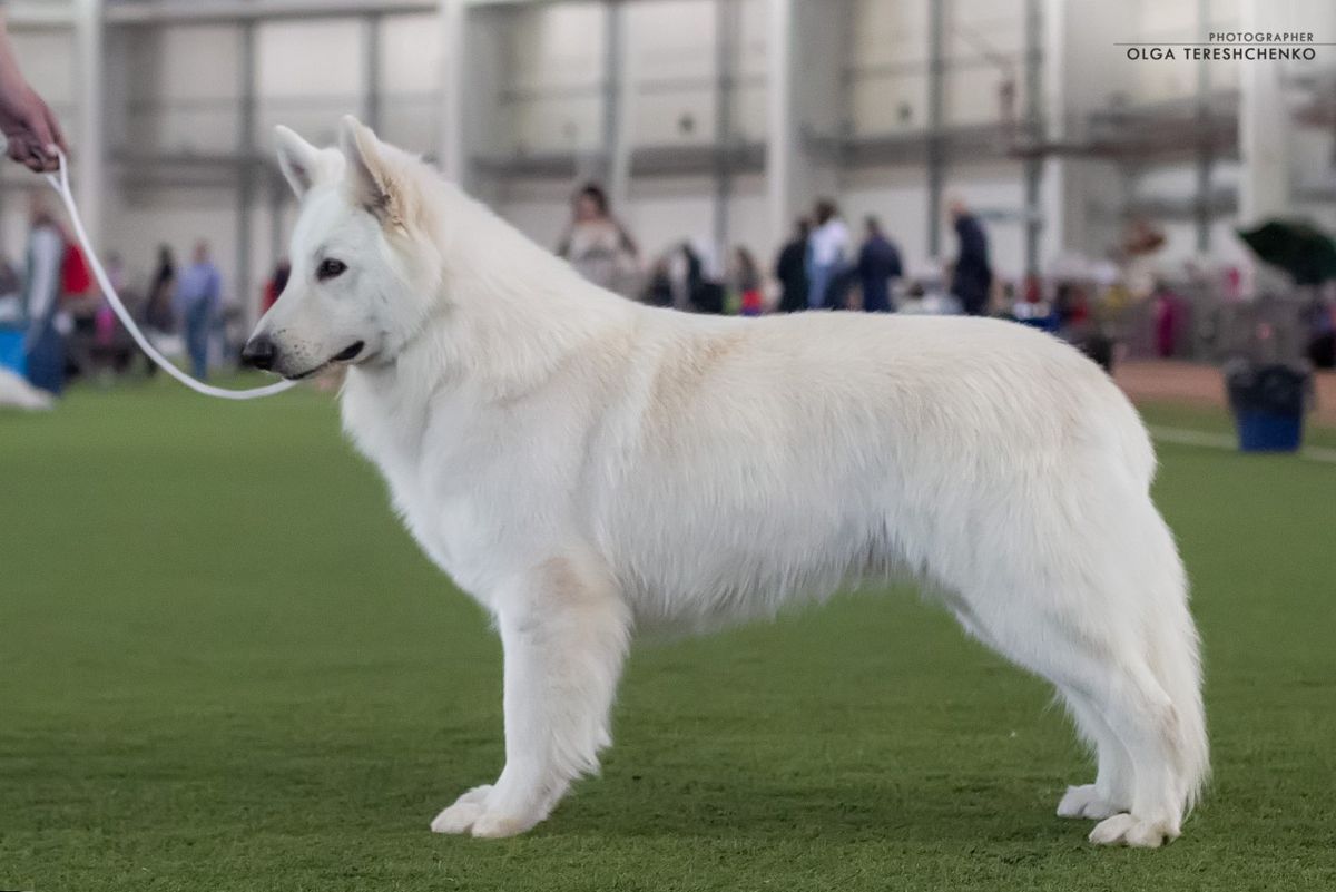 ANVAR BELUI VOLK | White Swiss Shepherd Dog 