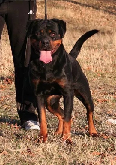 Dona Vom Rallerott | Rottweiler 