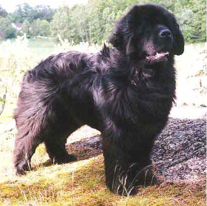 Skogbjörnen's Chlagskipet Bamse | Newfoundland 