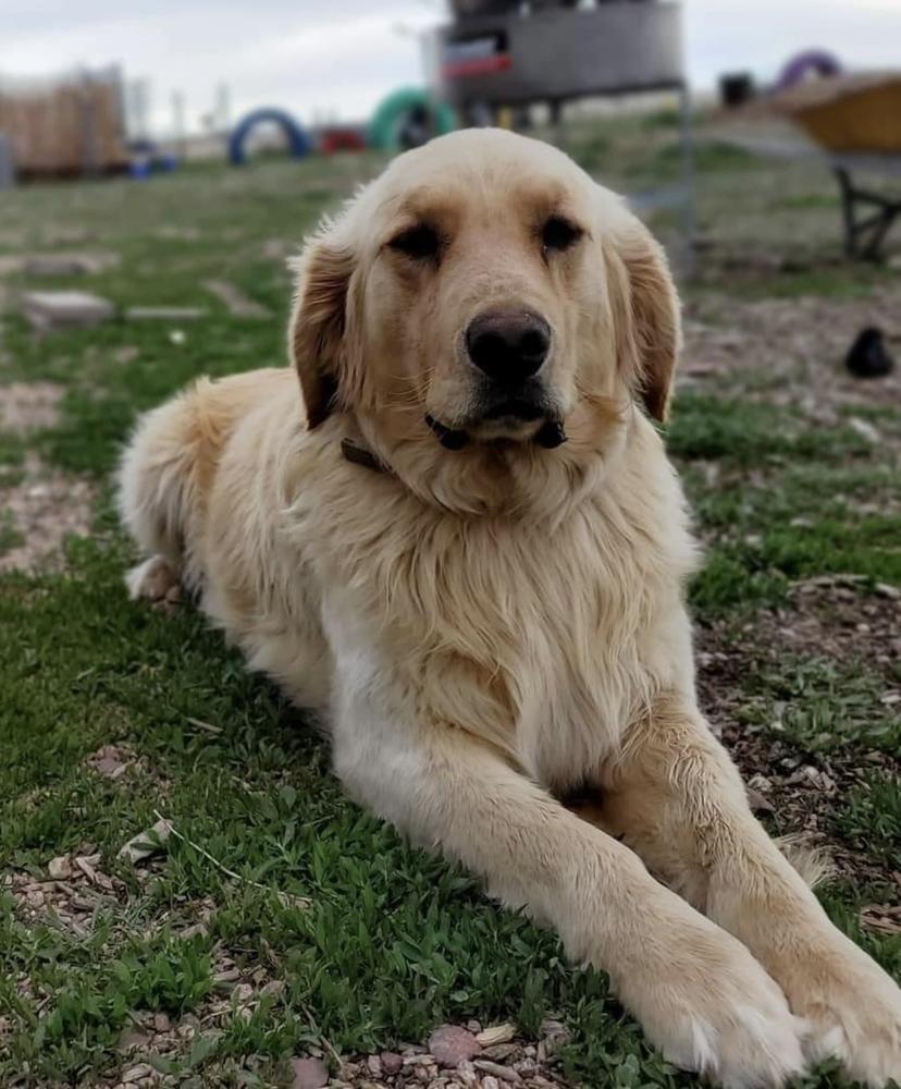 Lucy | Golden Retriever 