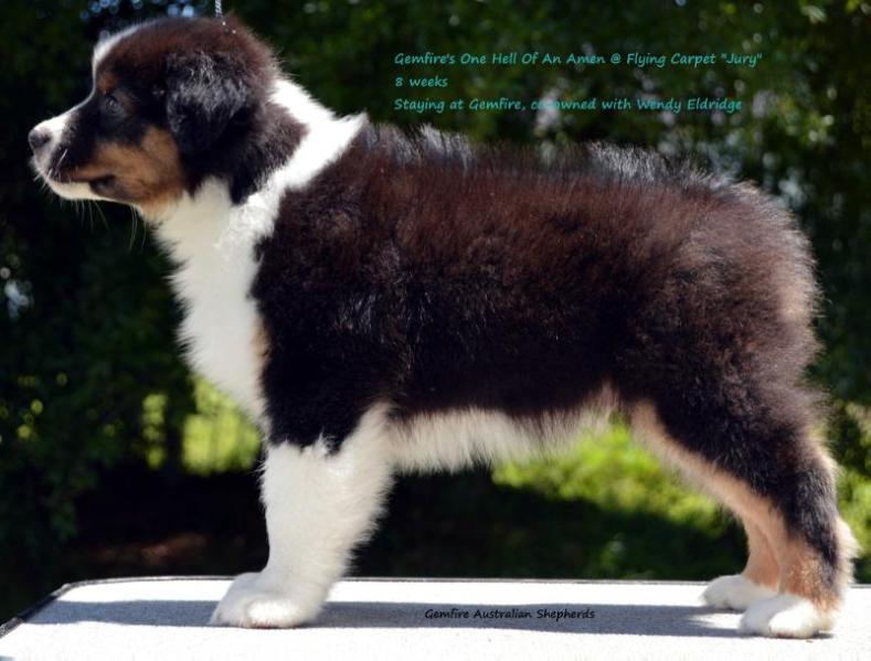 Gemfire's One Hell Of An Amen @ Flying Carpet | Australian Shepherd 