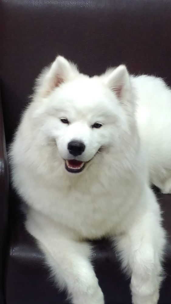 Nimeriya | Samoyed 