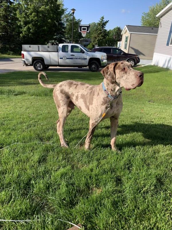 Sir Chocolate Thunder | Great Dane 