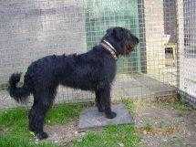 Fee Nora v d Vlaamse Boef | Bouvier des Flandres 