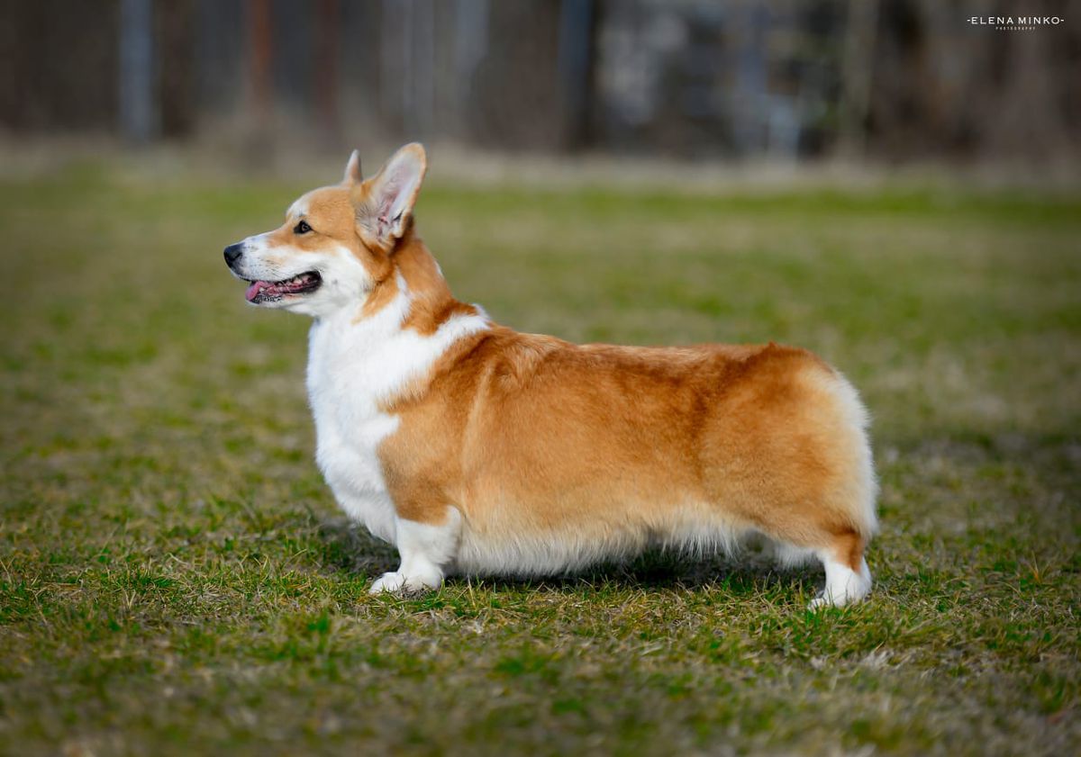 CONCORDIA GOLDEN QUEEN IZ ANGARII | Pembroke Welsh Corgi 