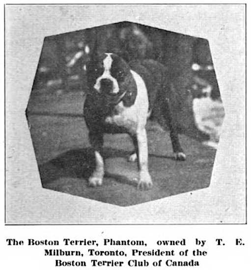 Phantom (Canada) | Boston Terrier 