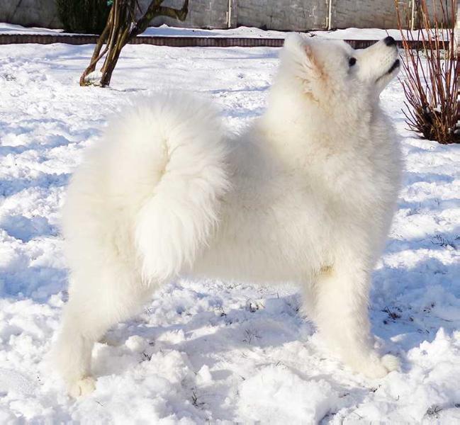 Aklaro LIMITED EDITION | Samoyed 