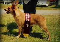 FAYRELYN RUBYS RED DRESS | Australian Cattle Dog 