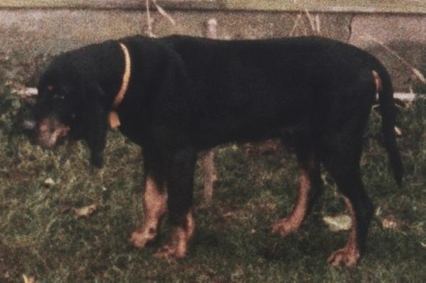 Big Boy Joe | Black and Tan Coonhound 