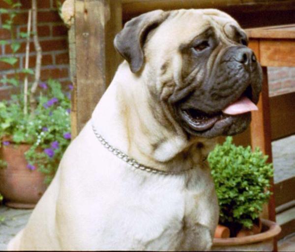 Blue's Boy Jake of the Great Yarmouth | Bullmastiff 