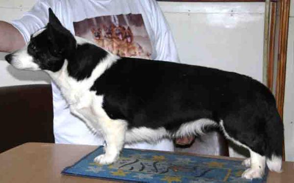 Ingermanlandiya LEDI GLAMUR | Cardigan Welsh Corgi 