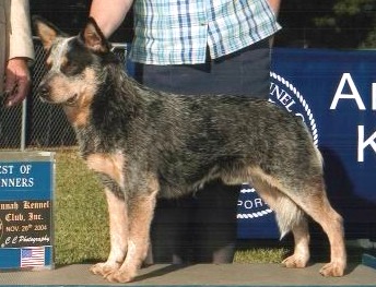 Cattlefarm's Soulmate | Australian Cattle Dog 