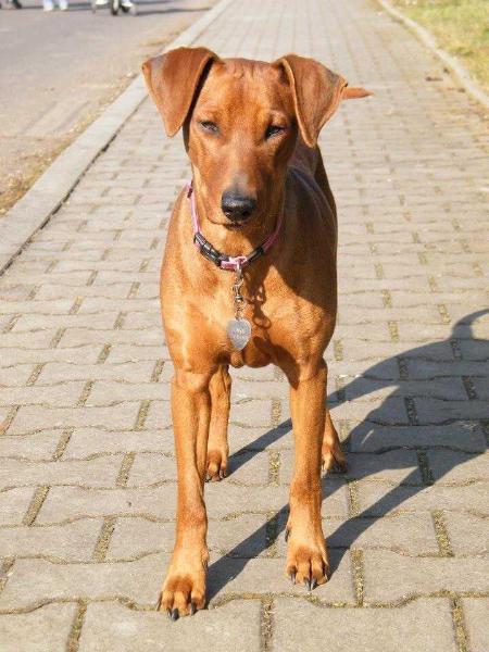 Gold bonnie king black | German Pinscher 